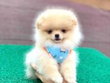 Show Class  Pomeranian  Boo ' Lar
