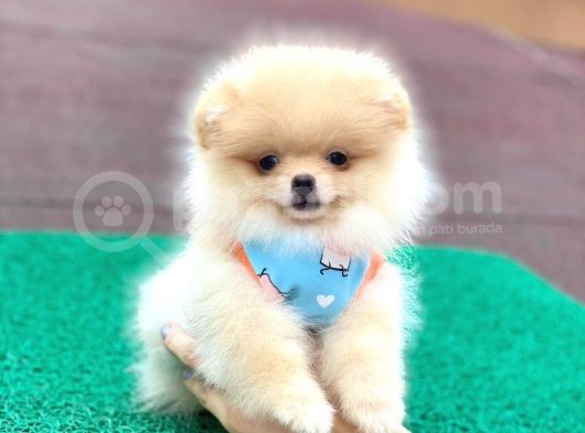 Show Class  Pomeranian  Boo ' Lar görsel