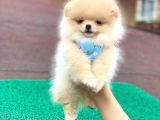 Show Class  Pomeranian  Boo ' Lar