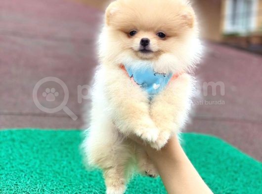Show Class  Pomeranian  Boo ' Lar görsel