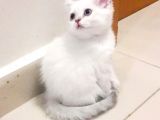 British Shorthair Blue Point Teslime Hazır