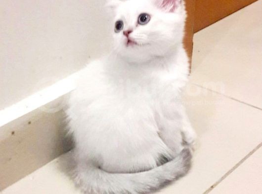 British Shorthair Blue Point Teslime Hazır görsel