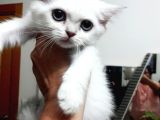 British Shorthair Blue Point Teslime Hazır