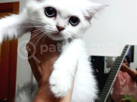 British Shorthair Blue Point Teslime Hazır görsel