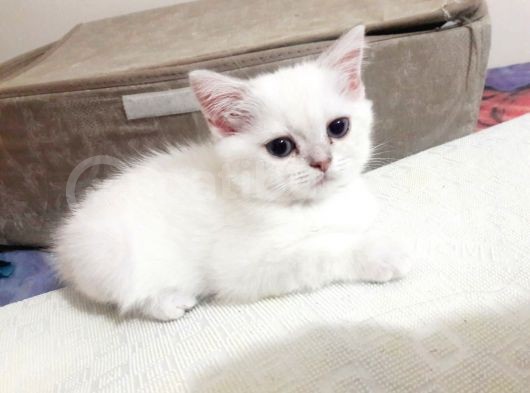 British Shorthair Blue Point Teslime Hazır