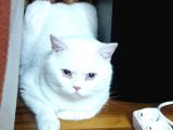 British Shorthair Blue Point Teslime Hazır