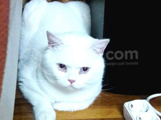 British Shorthair Blue Point Teslime Hazır görsel