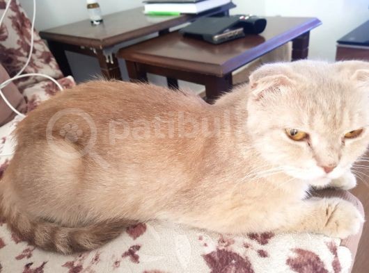 2 Buçuk Aylık Orj Irk Dişi Ve Annesi 2 Yaşında