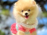 Show Class  Pomeranian  Boo ' Lar