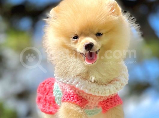 Show Class  Pomeranian  Boo ' Lar görsel
