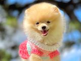 Show Class  Pomeranian  Boo ' Lar