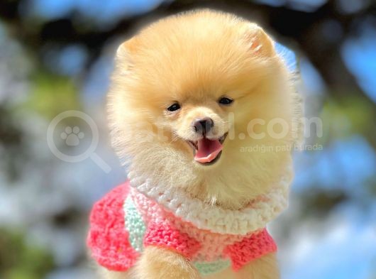 Show Class  Pomeranian  Boo ' Lar görsel