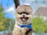 Show Class  Pomeranian  Boo ' Lar