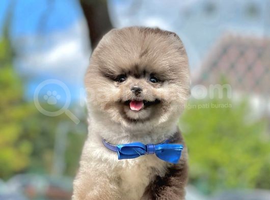 Show Class  Pomeranian  Boo ' Lar görsel