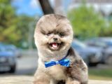 Show Class  Pomeranian  Boo ' Lar