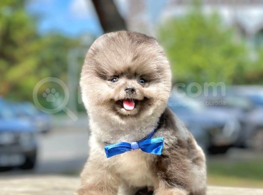 Show Class  Pomeranian  Boo ' Lar