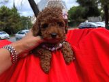 Bebek Surat Wc Eğitimli Mikrocipli Toy Poodle