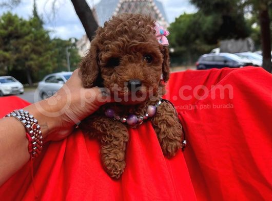 Bebek Surat Wc Eğitimli Mikrocipli Toy Poodle görsel