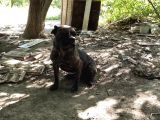Safkan Irk Cane Corso Yavrularımız