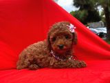 Bebek Surat Wc Eğitimli Mikrocipli Toy Poodle