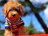 Bebek Surat Wc Eğitimli Mikrocipli Toy Poodle