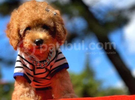 Bebek Surat Wc Eğitimli Mikrocipli Toy Poodle