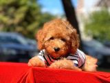 Bebek Surat Wc Eğitimli Mikrocipli Toy Poodle