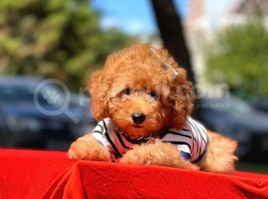 Bebek Surat Wc Eğitimli Mikrocipli Toy Poodle görsel