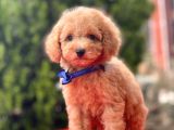 Bebek Surat Wc Eğitimli Mikrocipli Toy Poodle