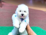 Orjinal Maltese Terier Yavrularımız
