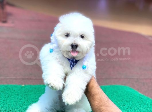 Orjinal Maltese Terier Yavrularımız görsel