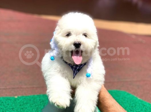 Orjinal Maltese Terier Yavrularımız