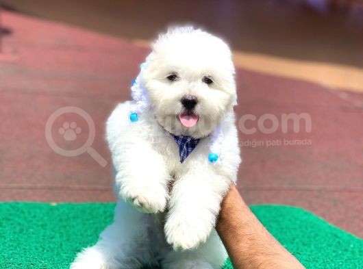 Orjinal Maltese Terier Yavrularımız görsel