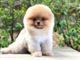 Show Class  Pomeranian  Boo ' Lar