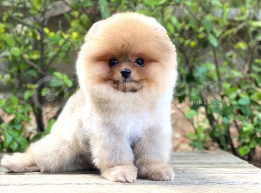 Show Class  Pomeranian  Boo ' Lar görsel