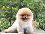 Show Class  Pomeranian  Boo ' Lar