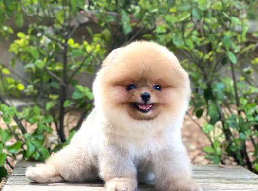 Show Class  Pomeranian  Boo ' Lar