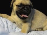 Pug Mops Bebekler