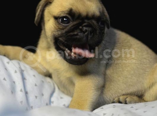 Pug Mops Bebekler görsel