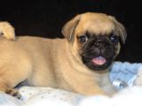 Pug Mops Bebekler
