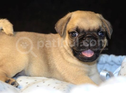 Pug Mops Bebekler görsel