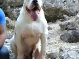 Secereli Dogo Argentino Anne Babanın Yavruları