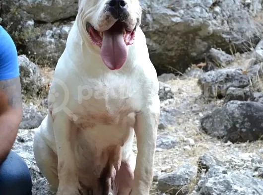 Secereli Dogo Argentino Anne Babanın Yavruları görsel