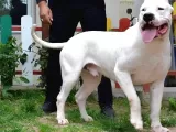 Secereli Dogo Argentino Anne Babanın Yavruları