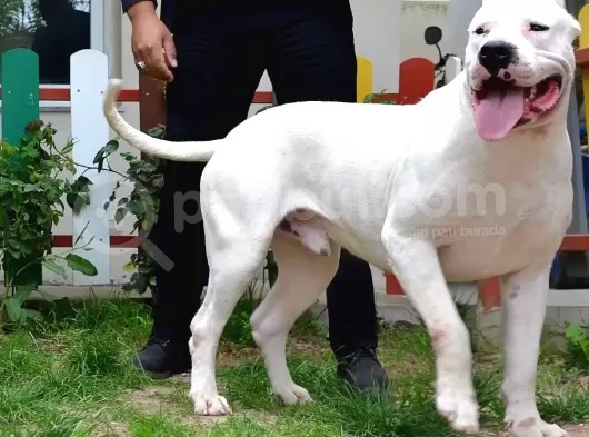 Secereli Dogo Argentino Anne Babanın Yavruları görsel