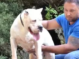 Secereli Dogo Argentino Anne Babanın Yavruları