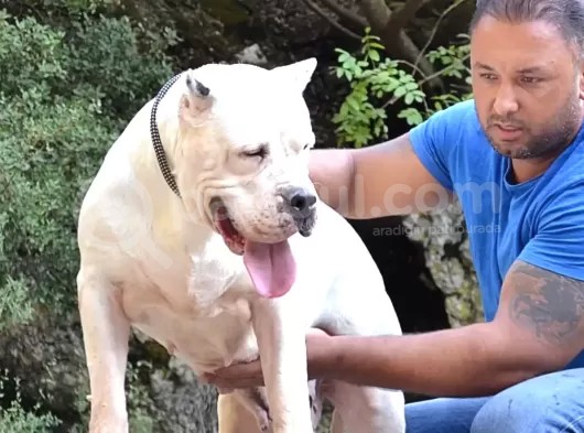 Secereli Dogo Argentino Anne Babanın Yavruları görsel