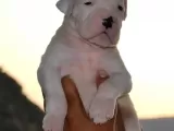Secereli Dogo Argentino Anne Babanın Yavruları