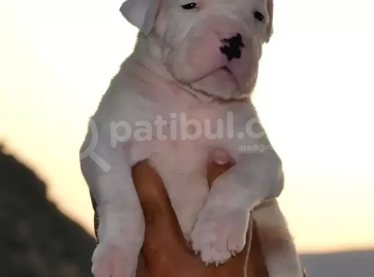 Secereli Dogo Argentino Anne Babanın Yavruları görsel