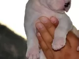 Secereli Dogo Argentino Anne Babanın Yavruları